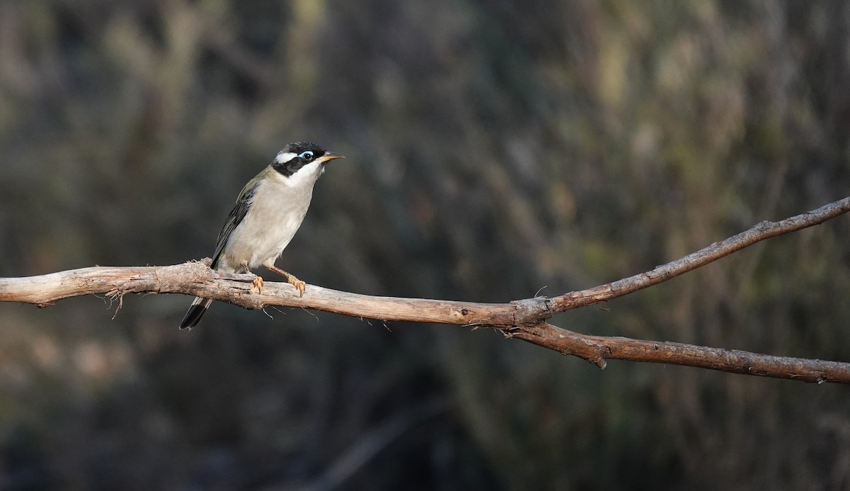Black-chinned Honeyeater - ML642267588