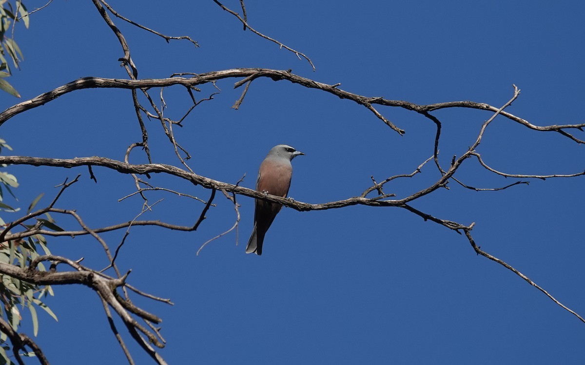 White-browed Woodswallow - ML642267599