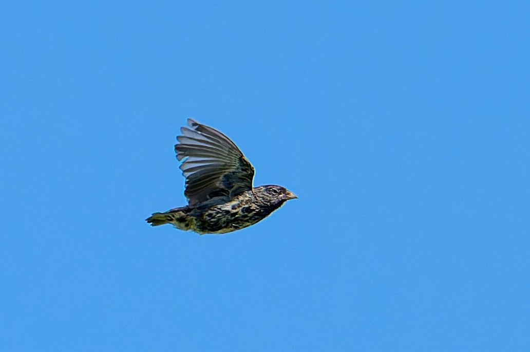 Genovesa Ground-Finch - ML642267621