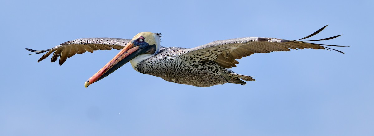 Brown Pelican (Galapagos) - ML642267631