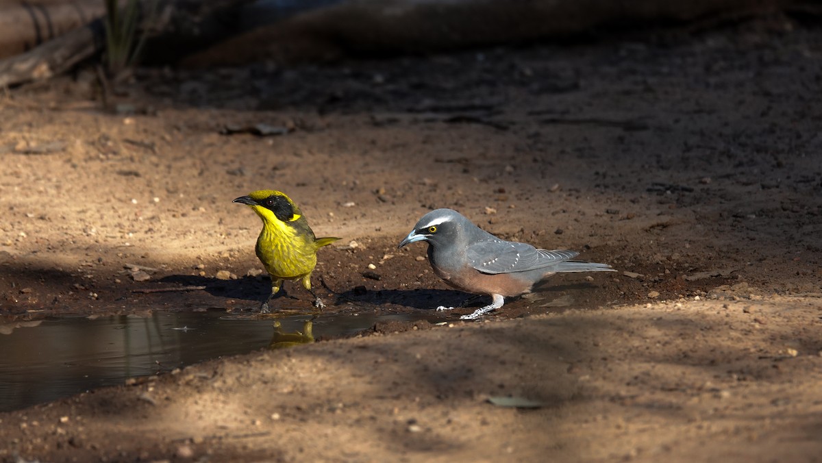 White-browed Woodswallow - ML642267639