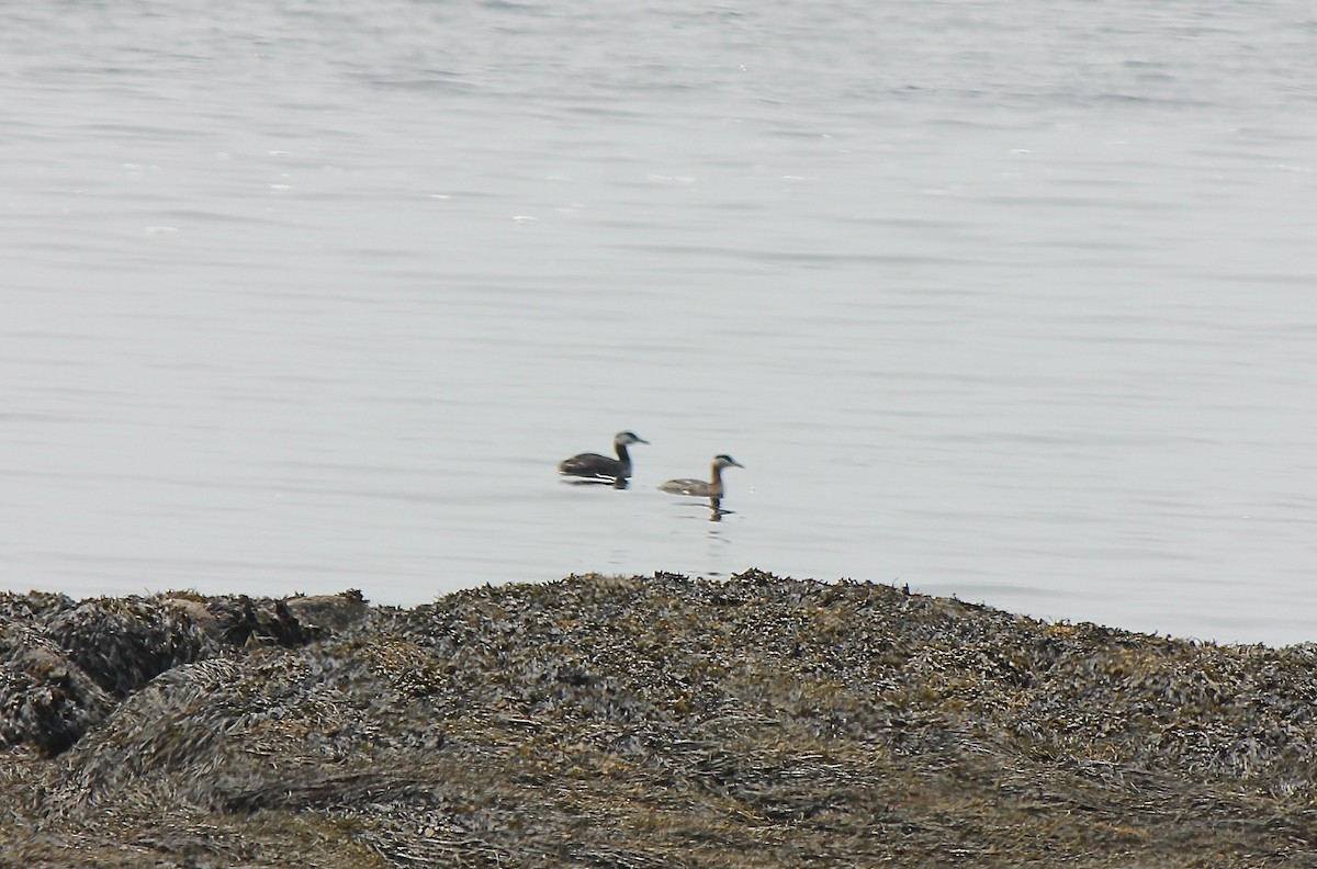 Red-necked Grebe - ML642267662