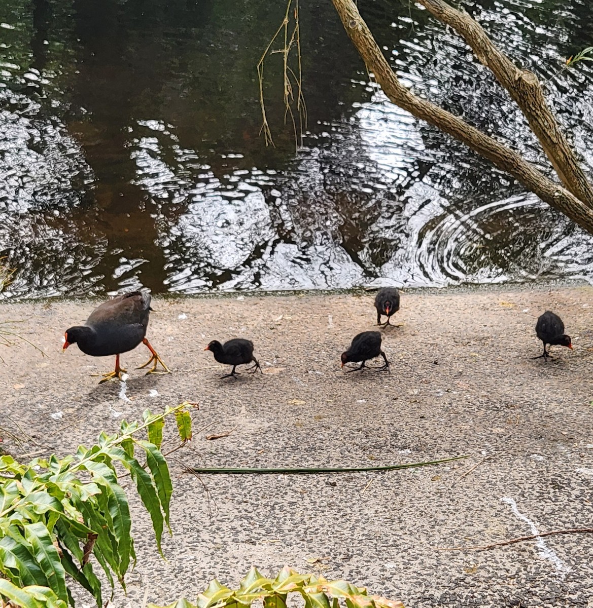Dusky Moorhen - ML642267671