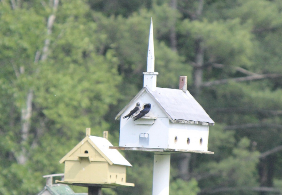 Purple Martin - ML642267675