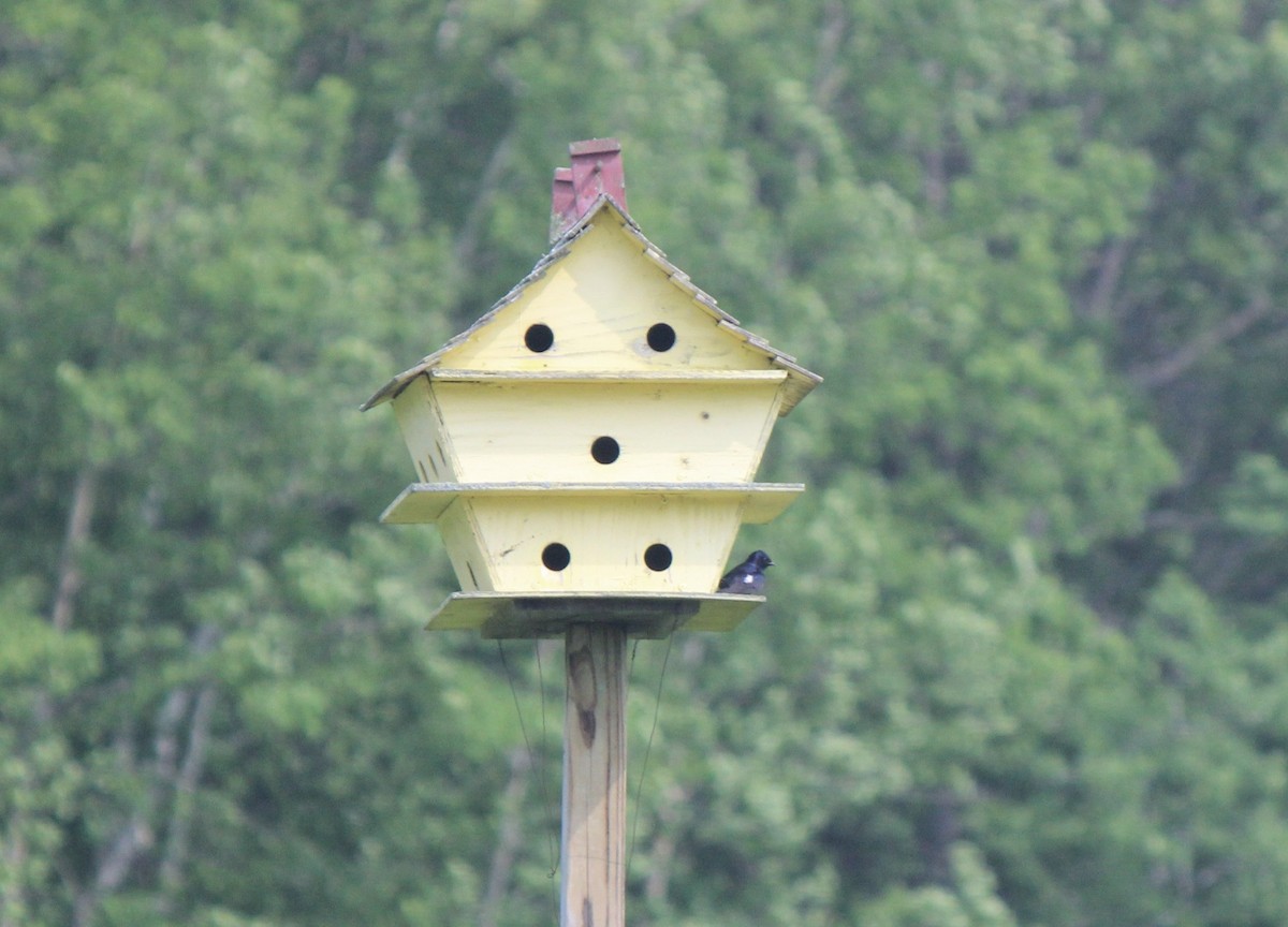 Purple Martin - ML642267676