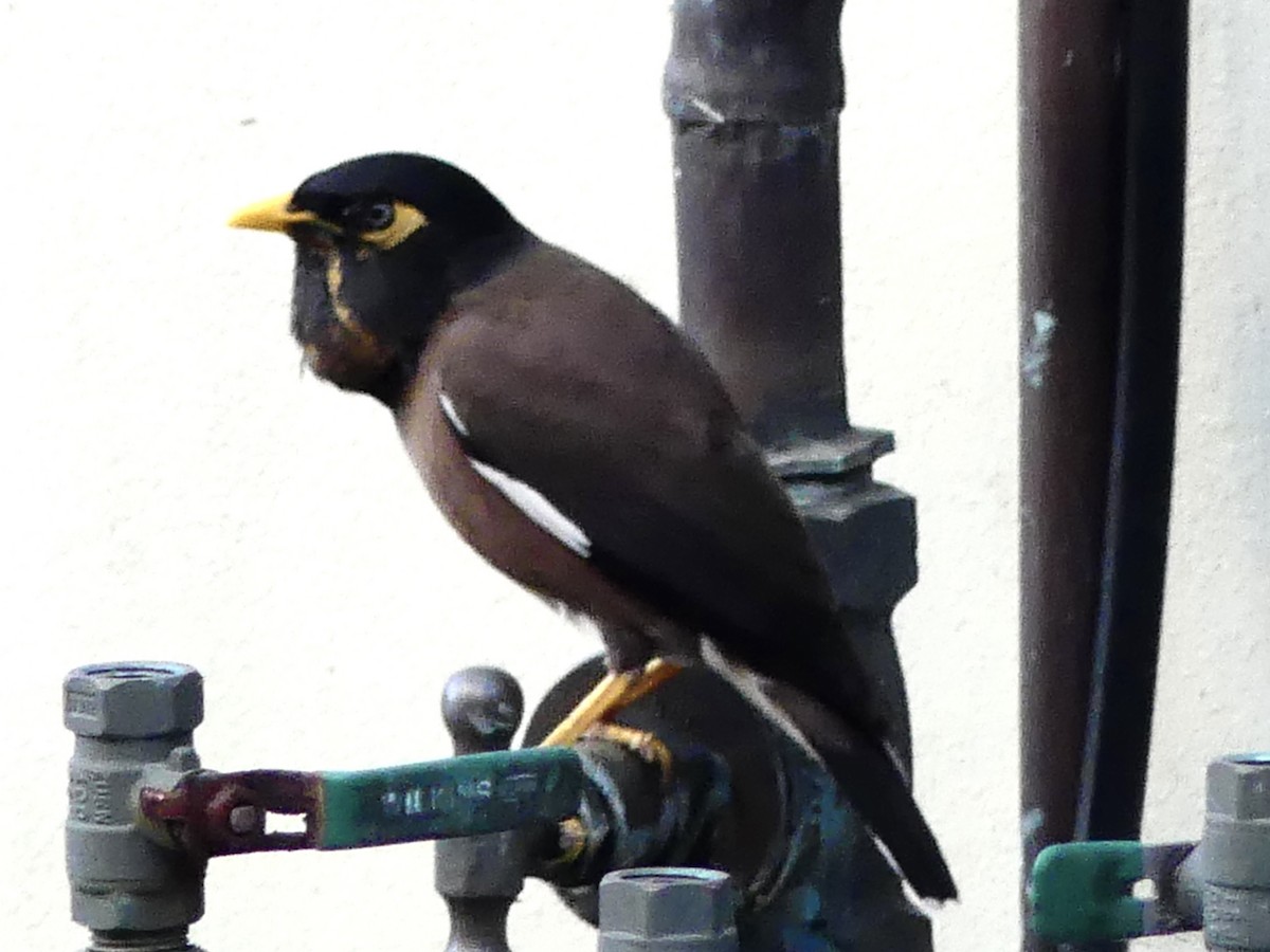 Common Myna - ML642267696