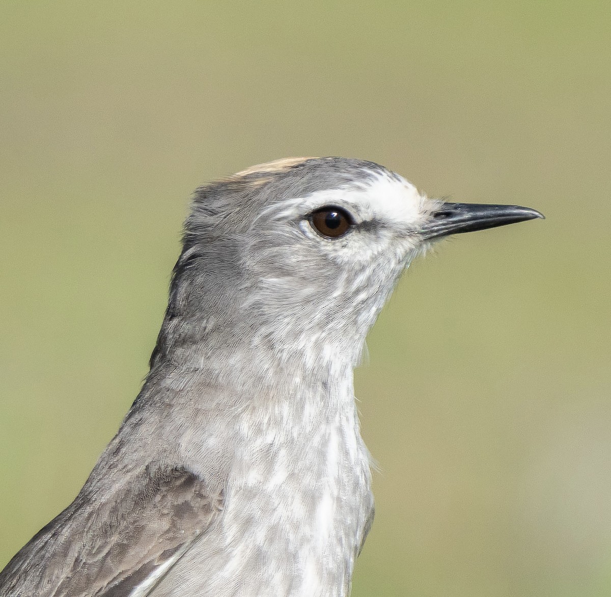 Ochre-naped Ground-Tyrant - ML642267698