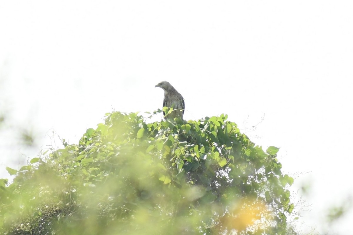 White-eyed Buzzard - ML642267714