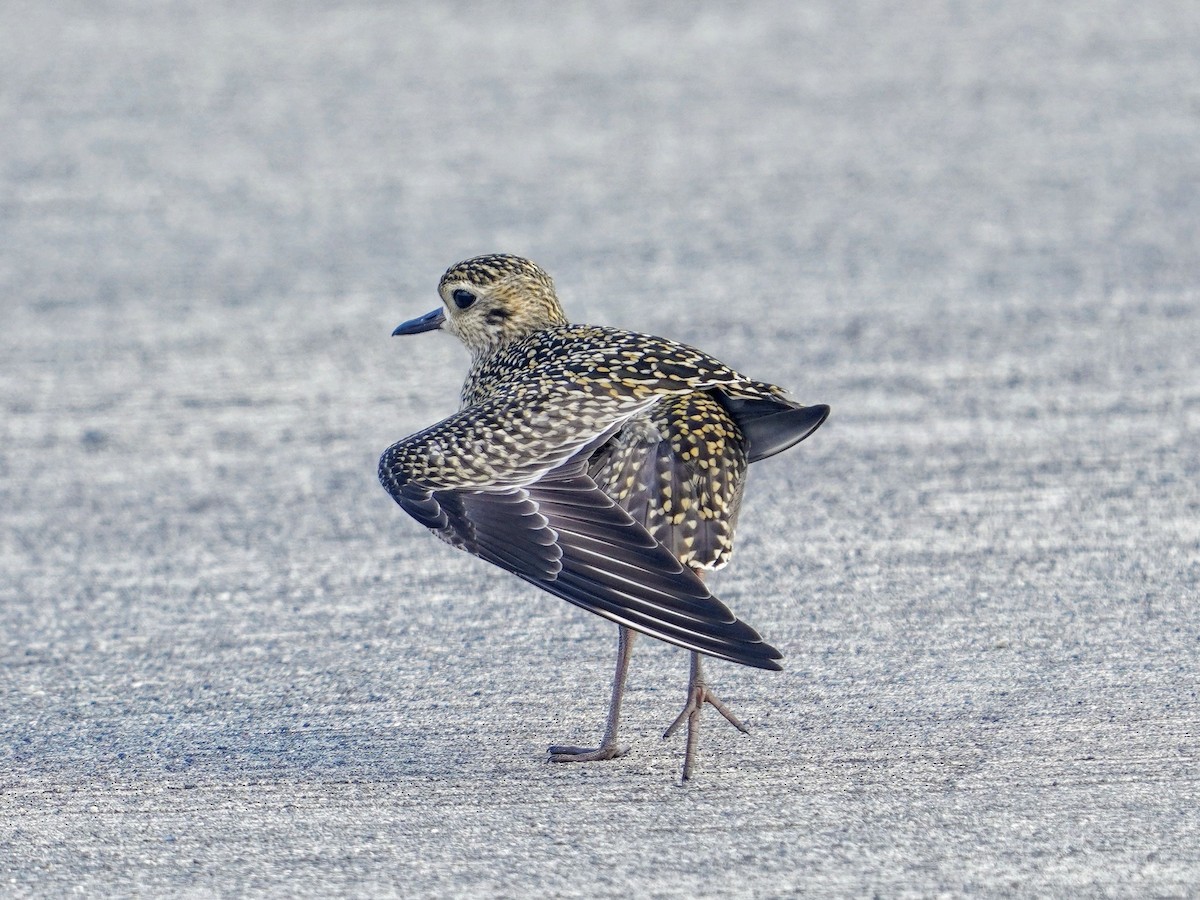 Pacific Golden-Plover - ML642267731