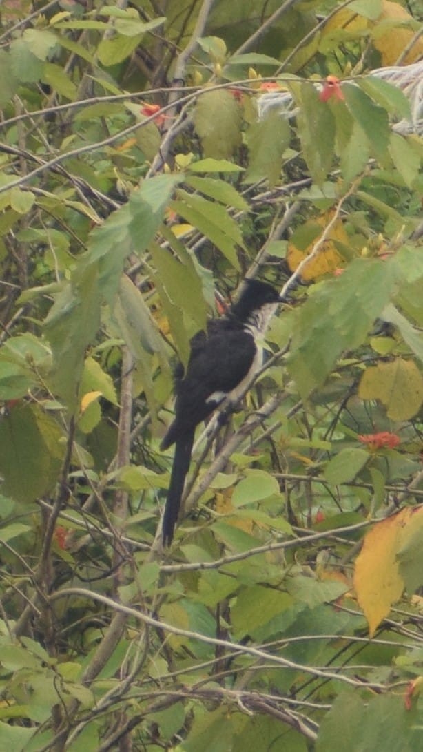 Pied Cuckoo - ML642267755