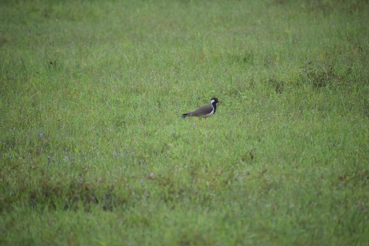 Red-wattled Lapwing - ML642267759