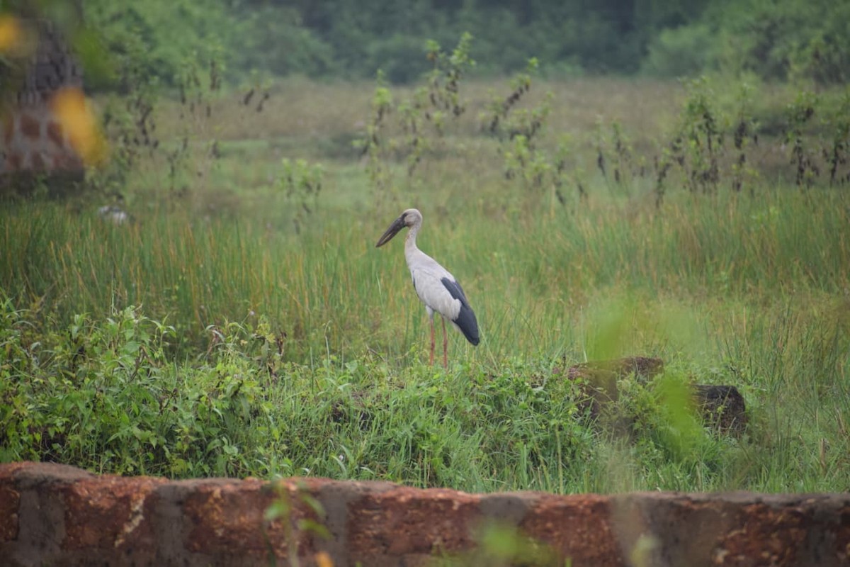 Asian Openbill - ML642267773