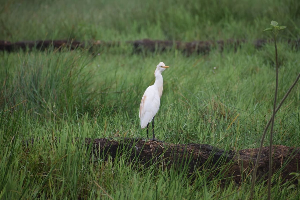Eastern Cattle-Egret - ML642267774