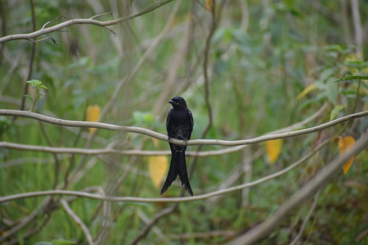 Black Drongo - ML642267775