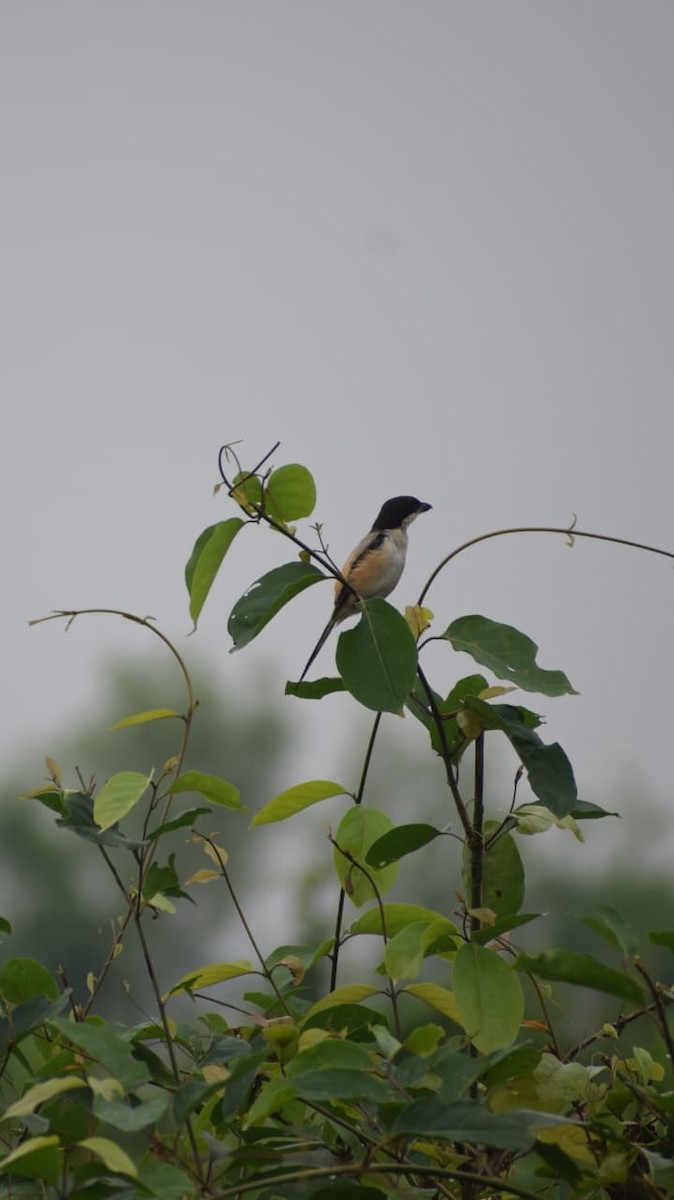 Long-tailed Shrike - ML642267776
