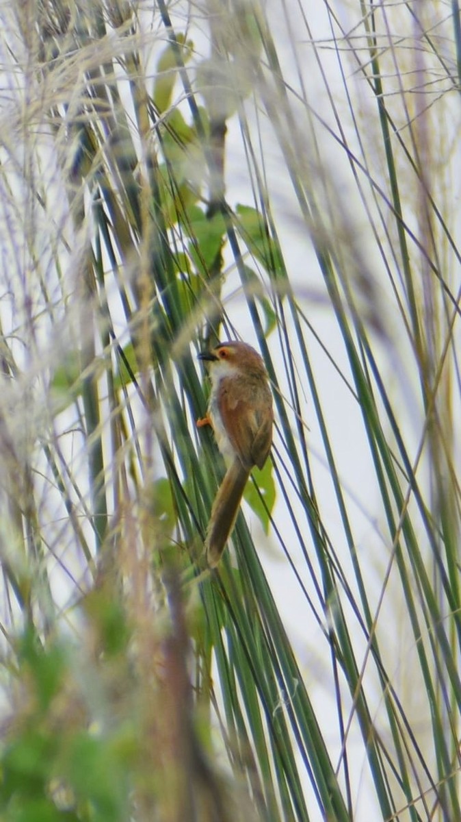 Yellow-eyed Babbler - ML642267778