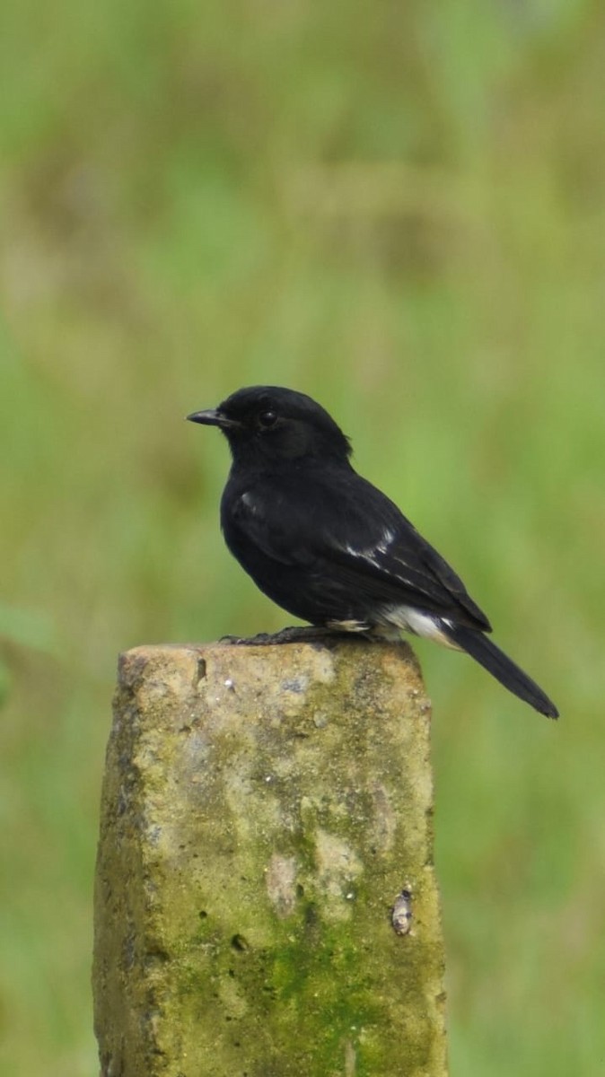 Pied Bushchat - ML642267780