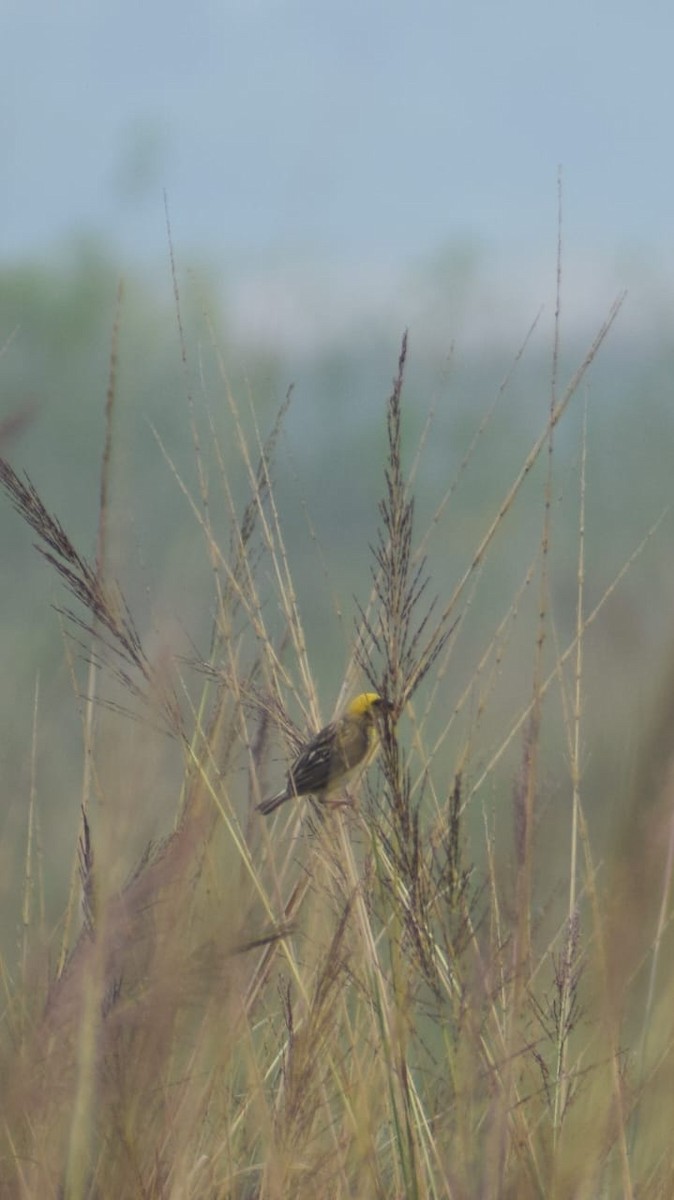 Baya Weaver - ML642267788
