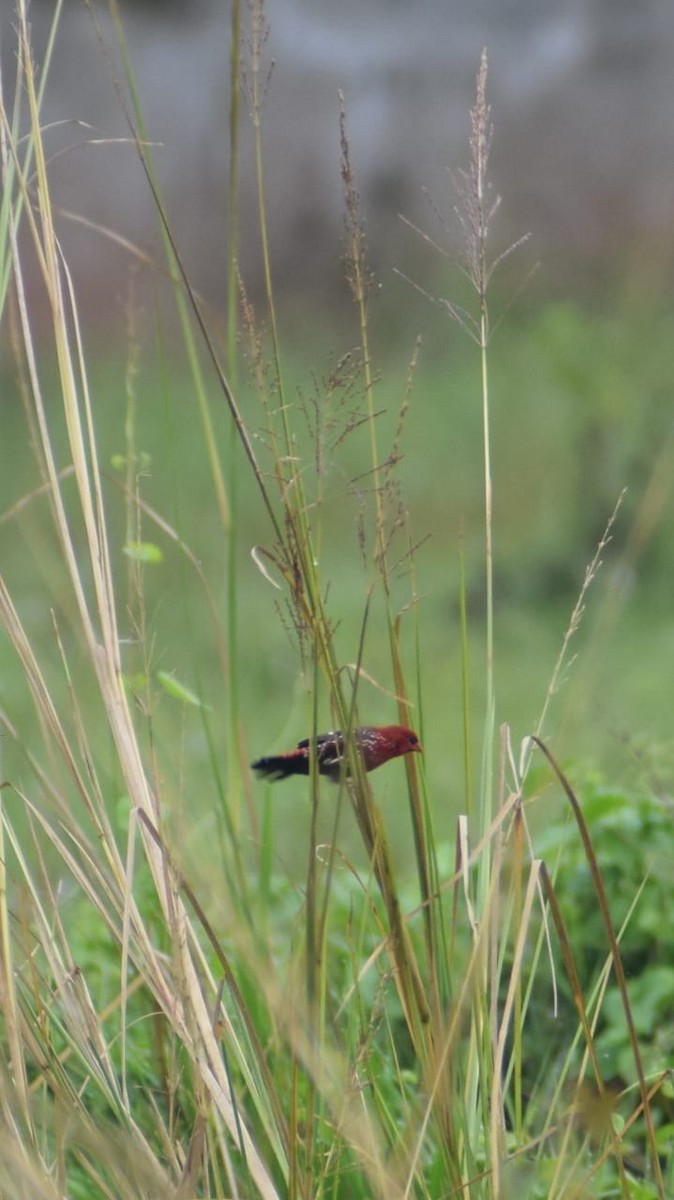 Red Avadavat - ML642267790