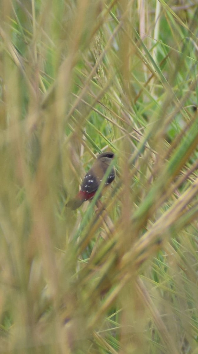 Red Avadavat - ML642267791