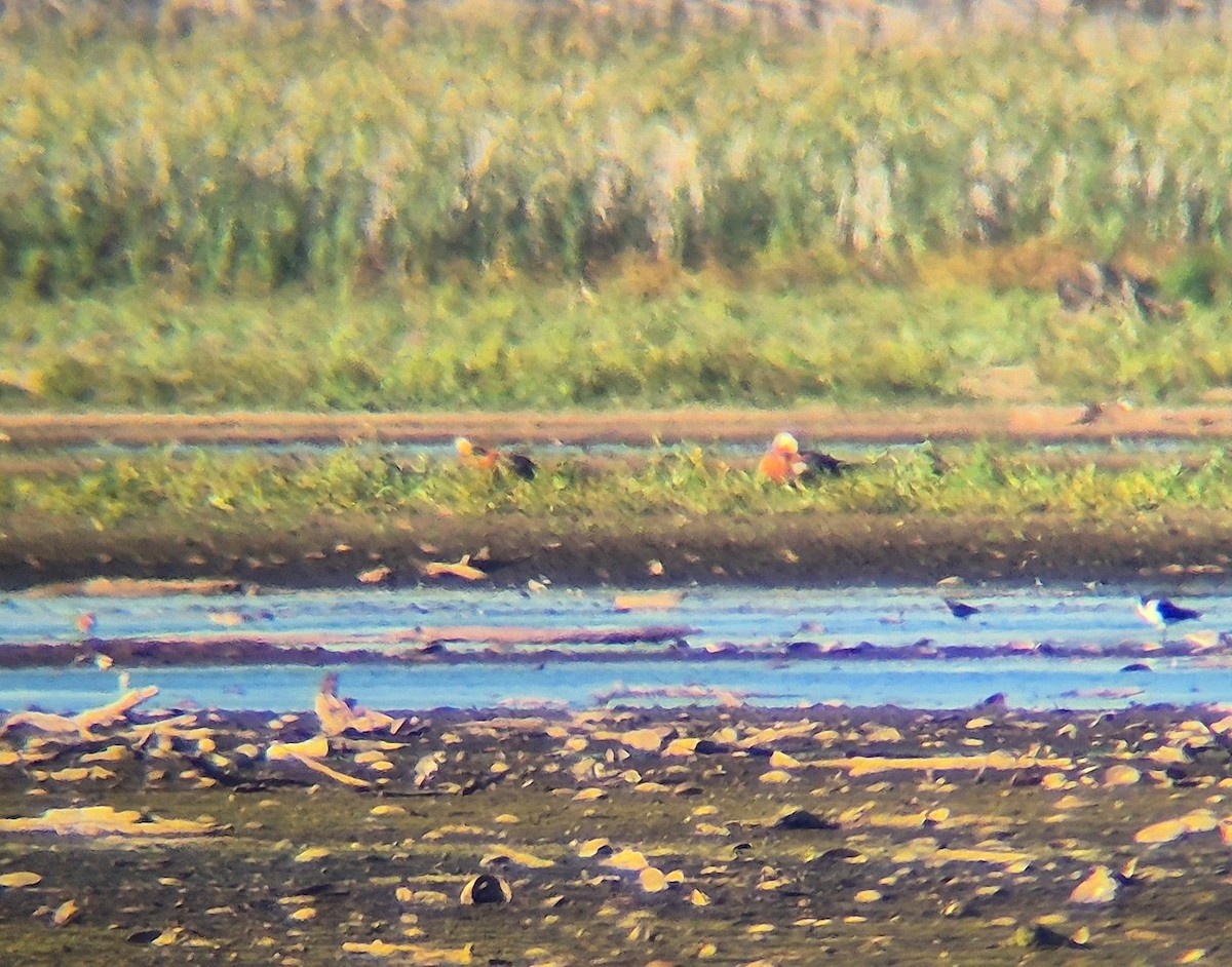 Ruddy Shelduck - ML642267815