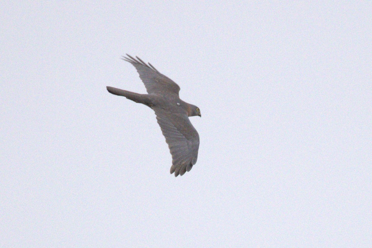 Brown Goshawk - ML642267817