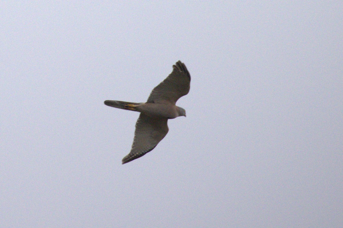 Brown Goshawk - ML642267819