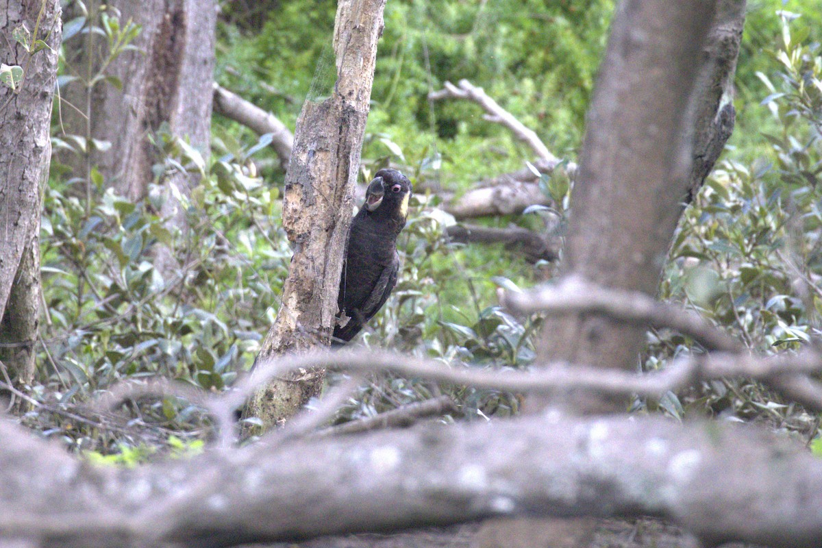 Yellow-tailed Black-Cockatoo - ML642267820