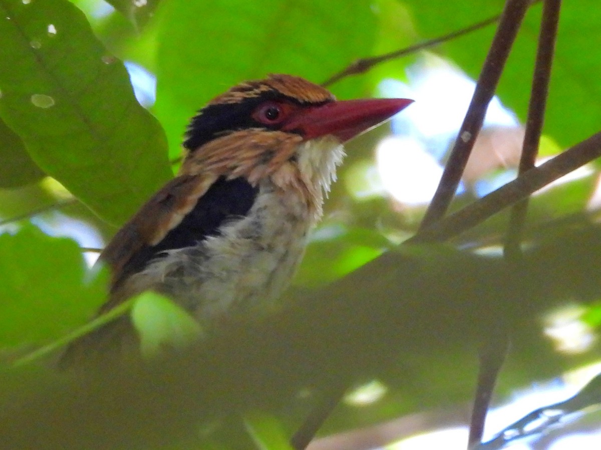 Sulawesi Lilac Kingfisher - ML642267843