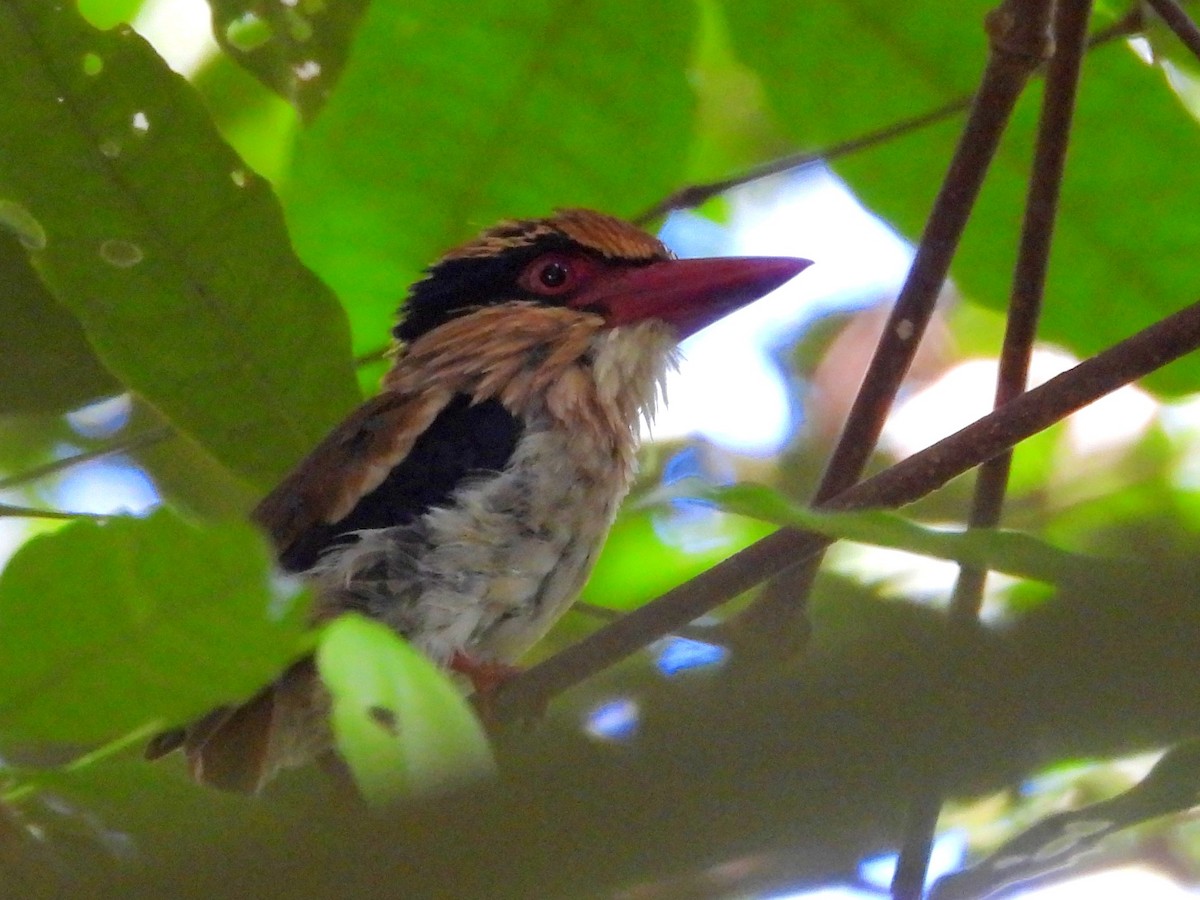 Sulawesi Lilac Kingfisher - ML642267844