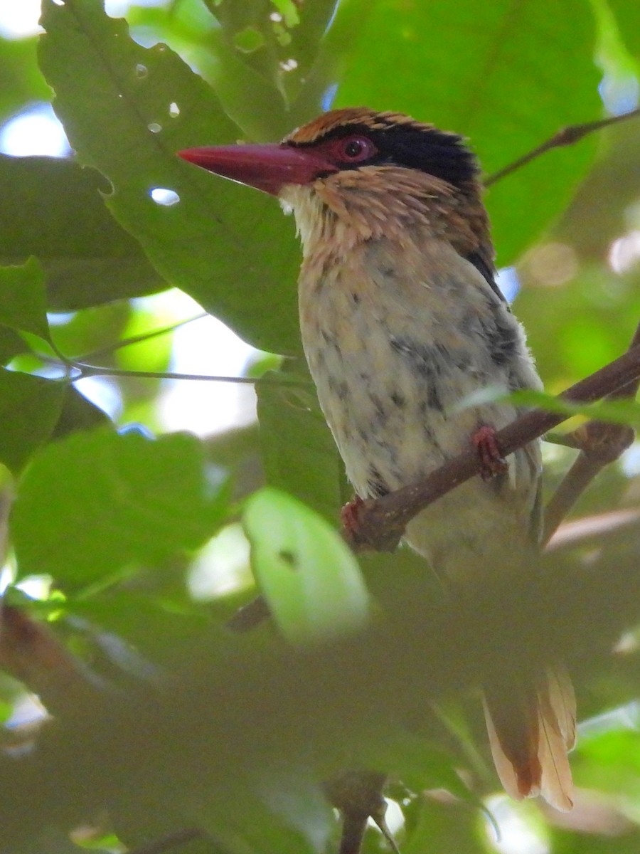 Sulawesi Lilac Kingfisher - ML642267845