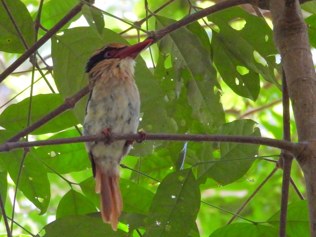 Sulawesi Lilac Kingfisher - ML642267847