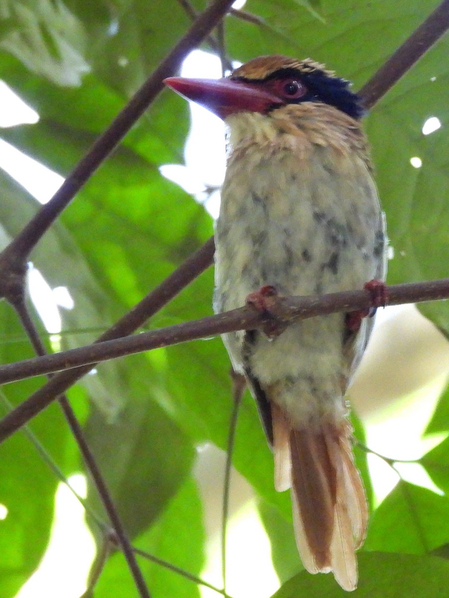 Sulawesi Lilac Kingfisher - ML642267849