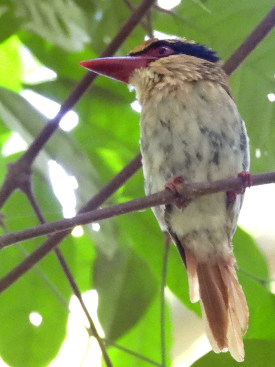 Sulawesi Lilac Kingfisher - ML642267850