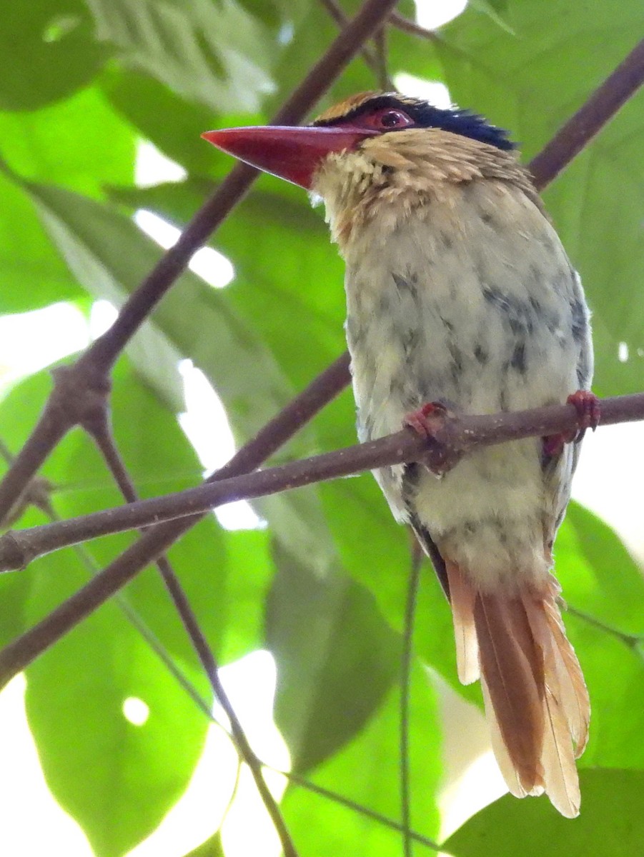 Sulawesi Lilac Kingfisher - ML642267851
