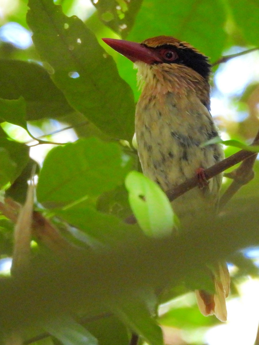 Sulawesi Lilac Kingfisher - ML642267853