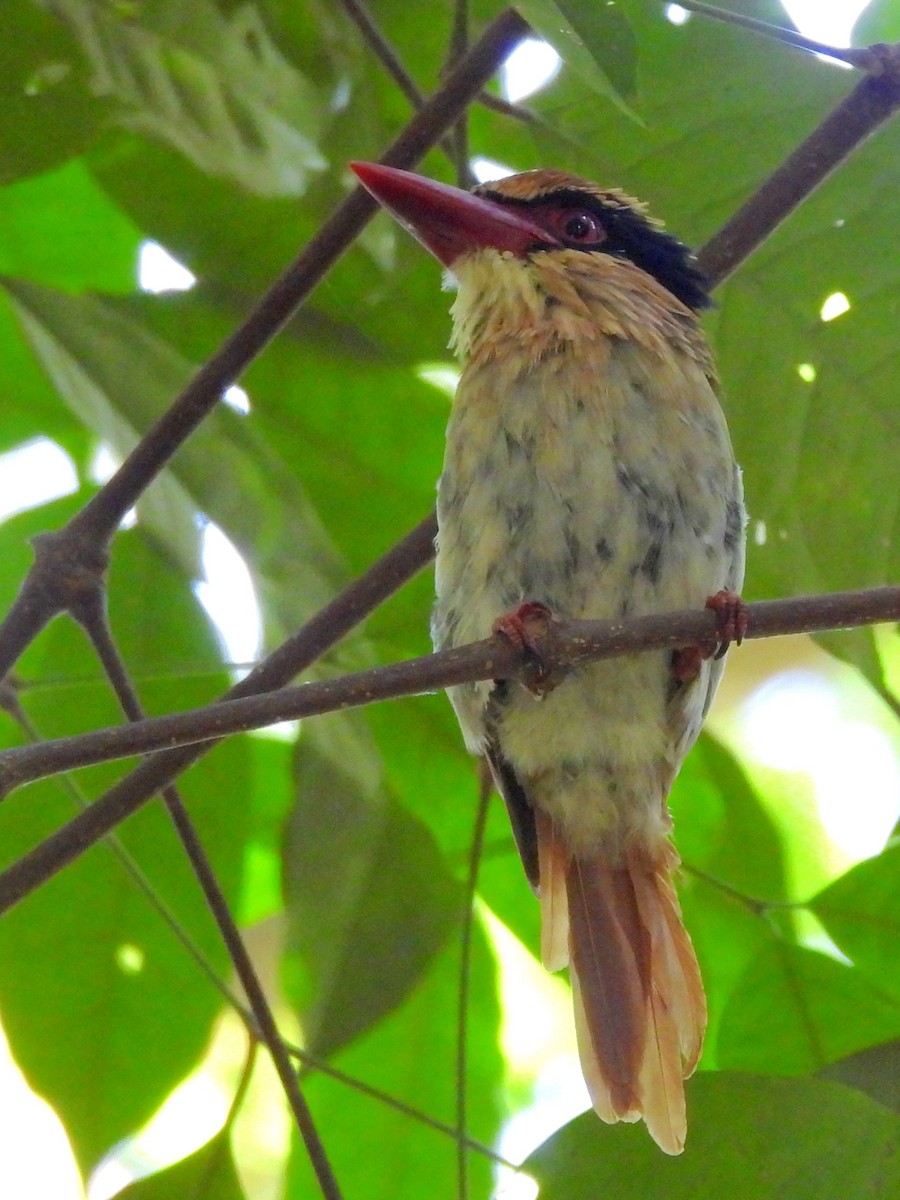 Sulawesi Lilac Kingfisher - ML642267855
