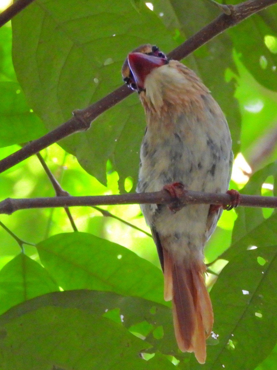 Sulawesi Lilac Kingfisher - ML642267856