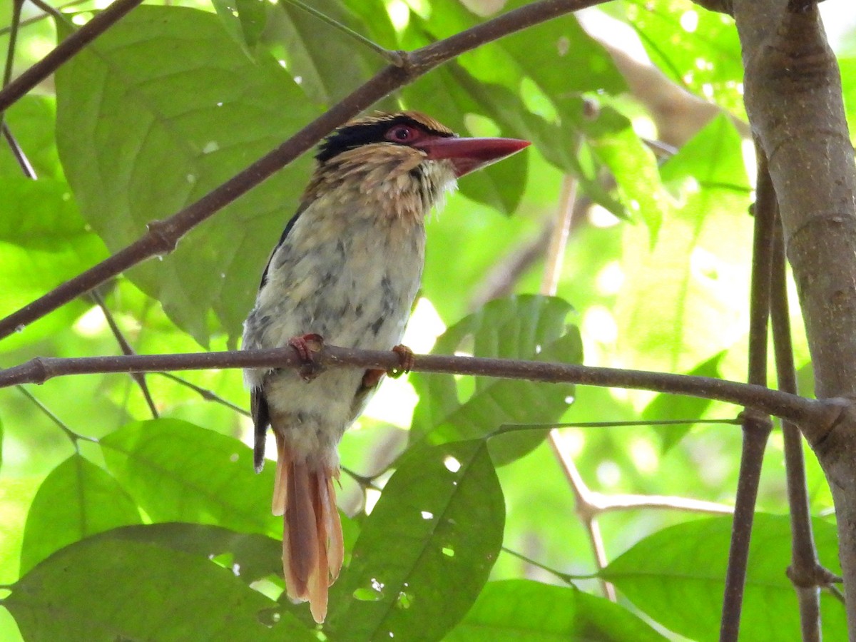 Sulawesi Lilac Kingfisher - ML642267857