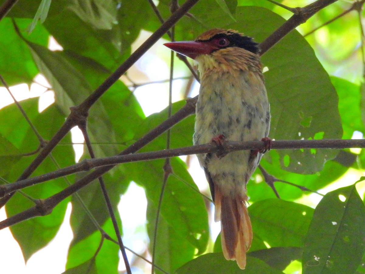 Sulawesi Lilac Kingfisher - ML642267858