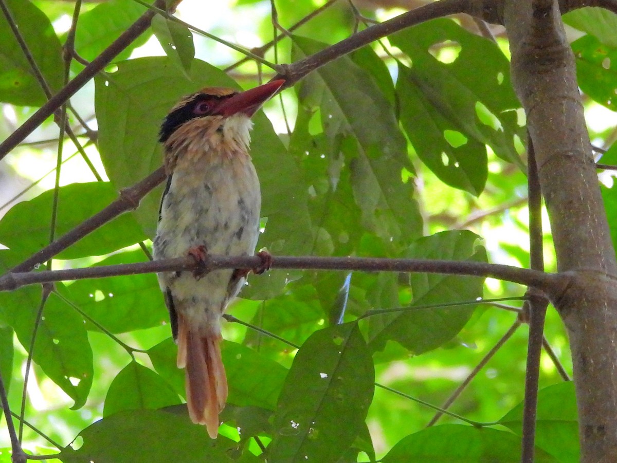 Sulawesi Lilac Kingfisher - ML642267859