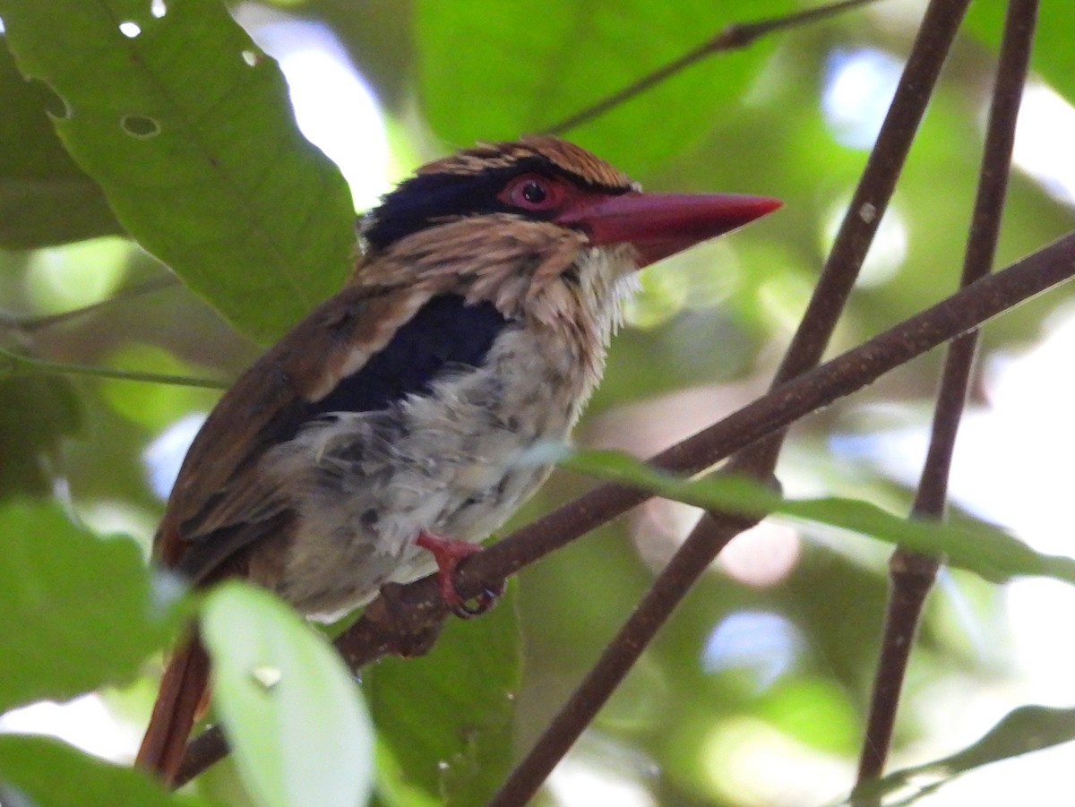 Sulawesi Lilac Kingfisher - ML642267860