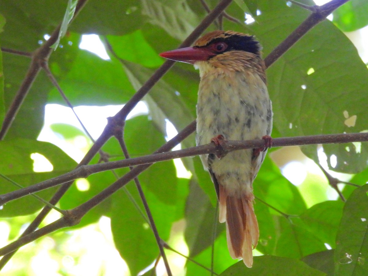 Sulawesi Lilac Kingfisher - ML642267862
