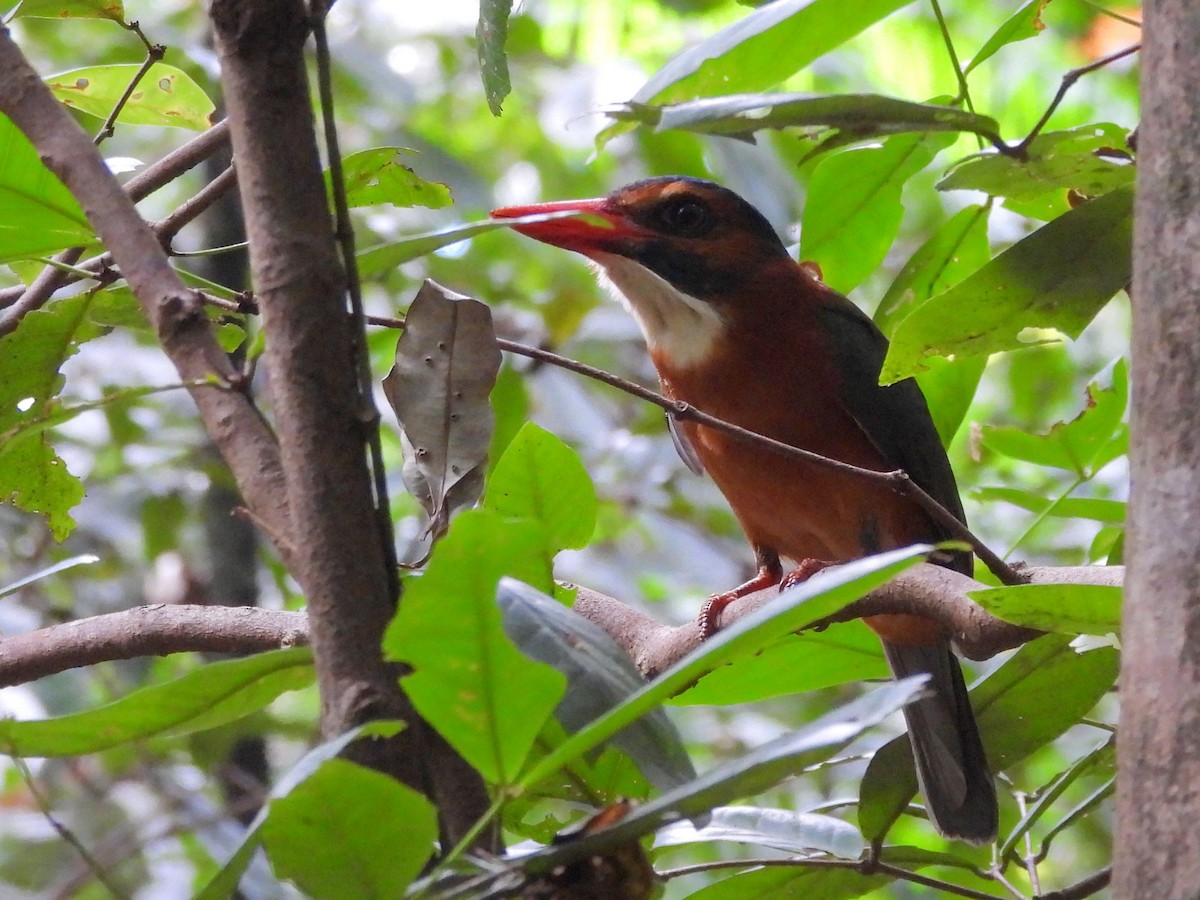 Green-backed Kingfisher - ML642267883