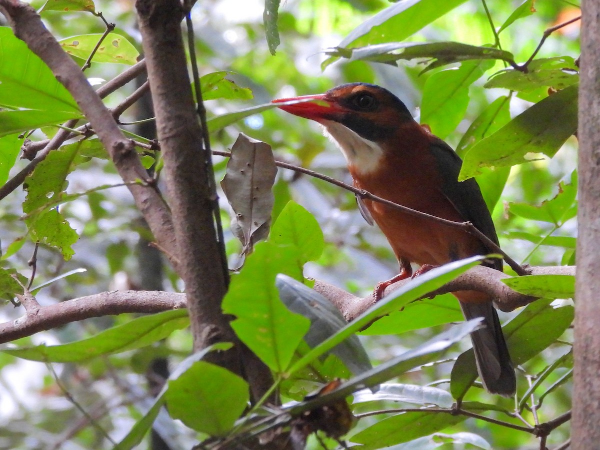 Green-backed Kingfisher - ML642267884