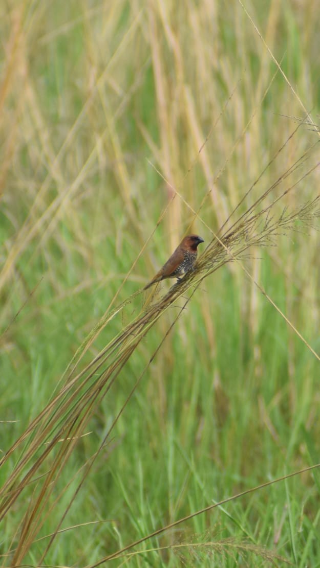Scaly-breasted Munia - ML642267885