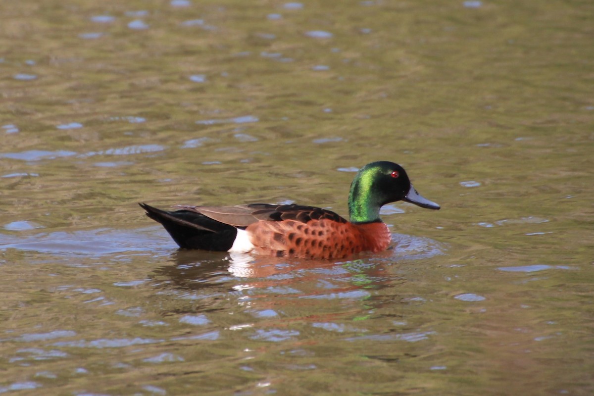 Chestnut Teal - ML642267960
