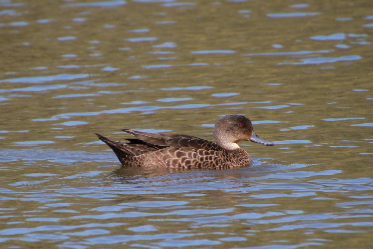 Chestnut Teal - ML642267961