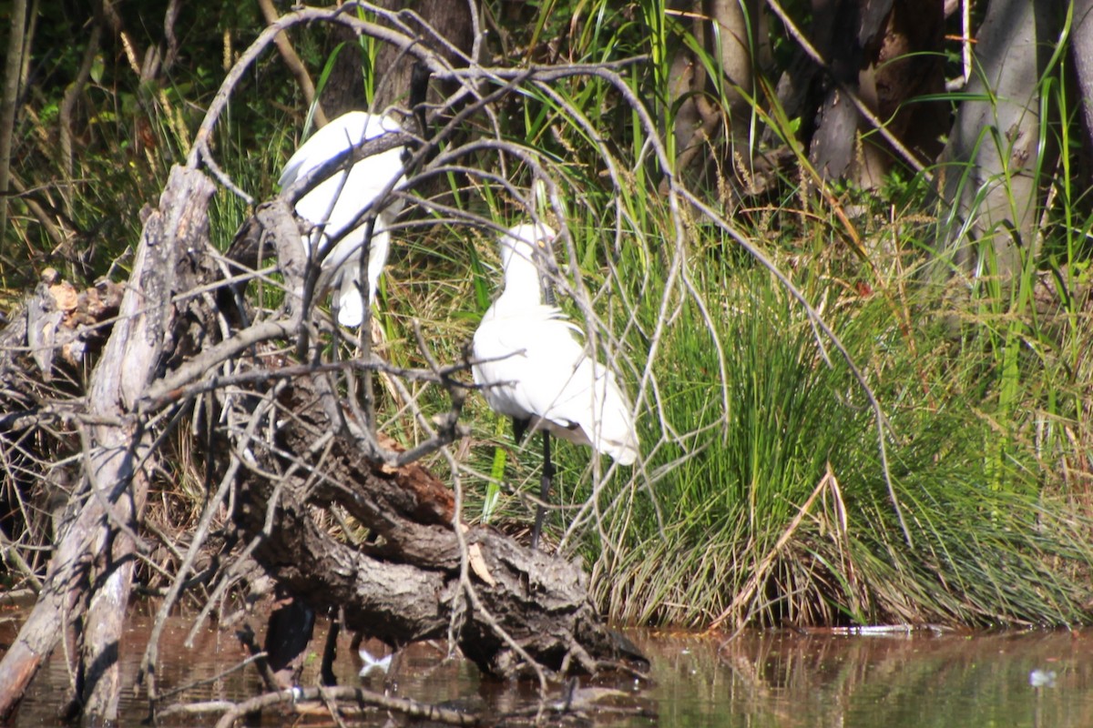 Royal Spoonbill - ML642267968