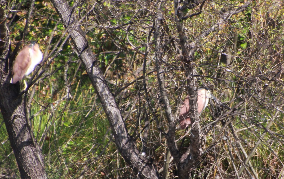 Nankeen Night Heron - ML642267978